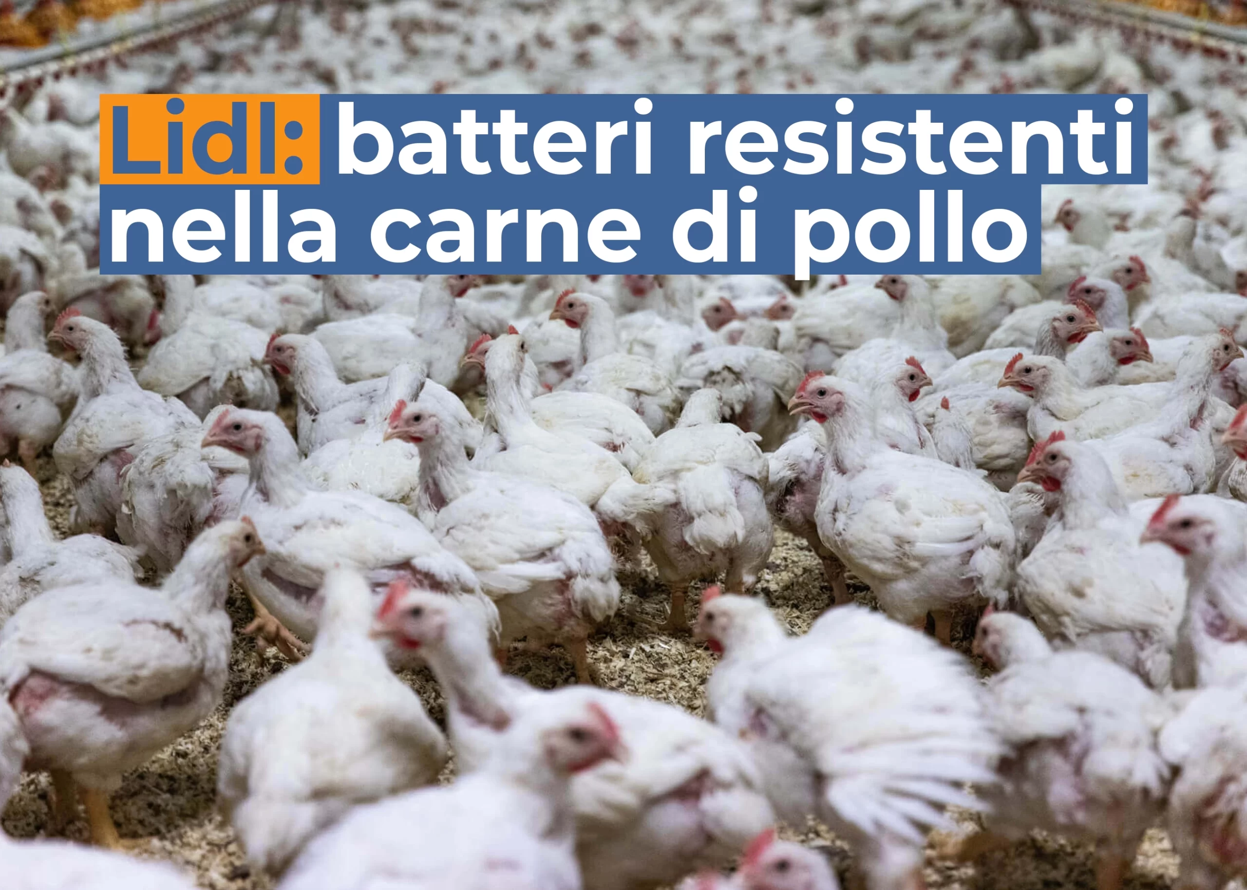 batteri resistenti agli antibiotici nella carne di pollo di Lidl - McElan