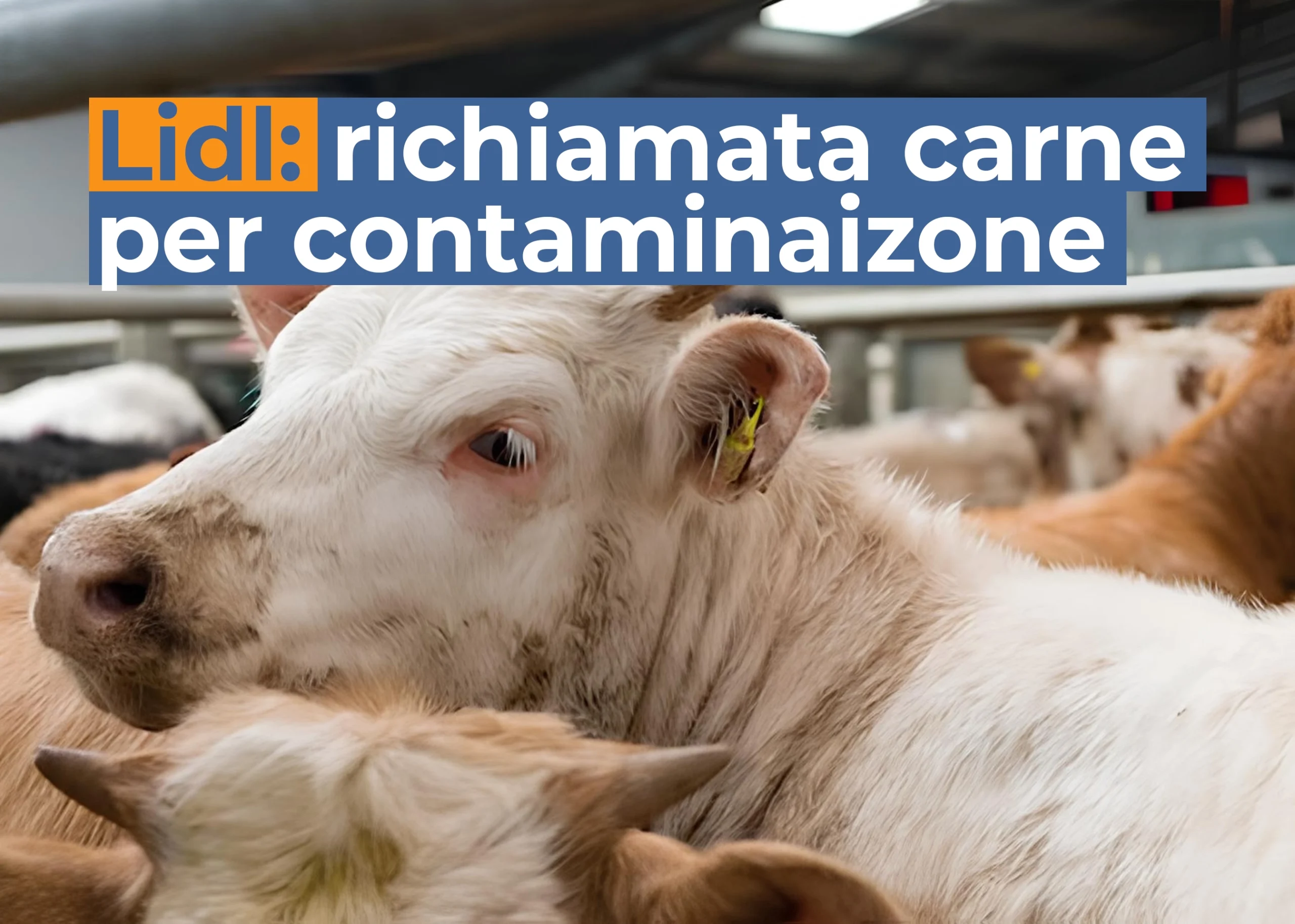 Lidl richiamata carne per contaminazione